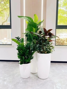 前湾花卉租赁价格，你了解多少？