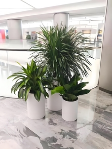 前湾花木租赁价格大揭秘，别花一分冤枉钱！